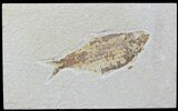Detailed Fossil Fish (Knightia) - Wyoming #88556-1